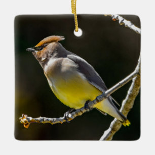 Seidenschwanz Singvogel Original Wildvogel Foto Keramikornament