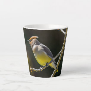 Seidenschwanz Singvogel Original Wildvogel-Foto Milchtasse