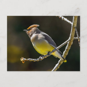 Seidenschwanz Singvogel Original Wildvogel-Foto Postkarte