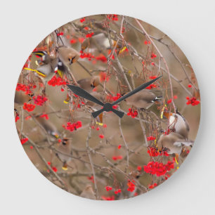 Seidenschwänze bei der Fütterung an Eberesche Große Wanduhr