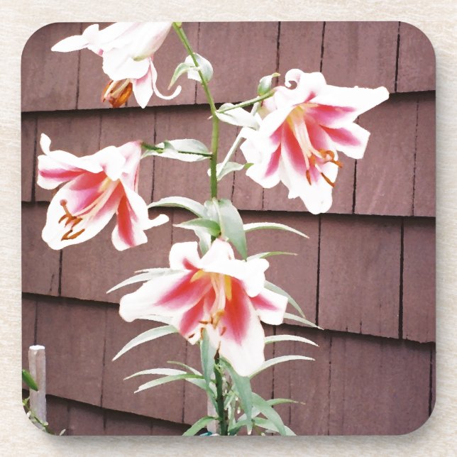 Seidenstraßenlilie Getränkeuntersetzer (Vorderseite)