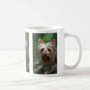 Seidiges Spielzeug Terrier Tasse
