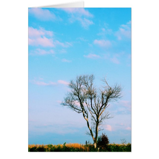 Seien Sie nicht unfruchtbar - Scripterkarte (Vorne)