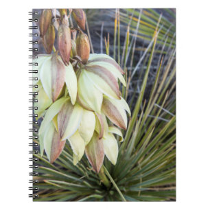 Seifenbaum-Yucca-Blüten am oberen Missouri Notizblock