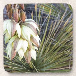 Seifenbaum-Yucca-Blüten am oberen Missouri Untersetzer