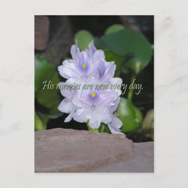 Seine Barmherzigkeit Postkarte (Vorderseite)