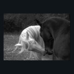 Seine Liebe Poster<br><div class="desc">Schwarze und weiße Pferde flirten und küssen</div>