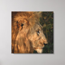 Seine Majestät afrikanische Lion Wrapped Canvas Pr