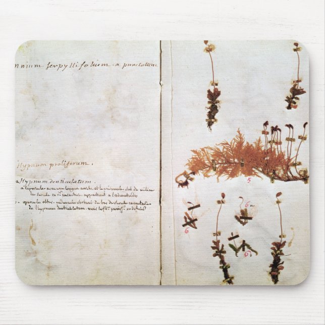 Seite 15 von einem Herbarium Mousepad (Vorne)