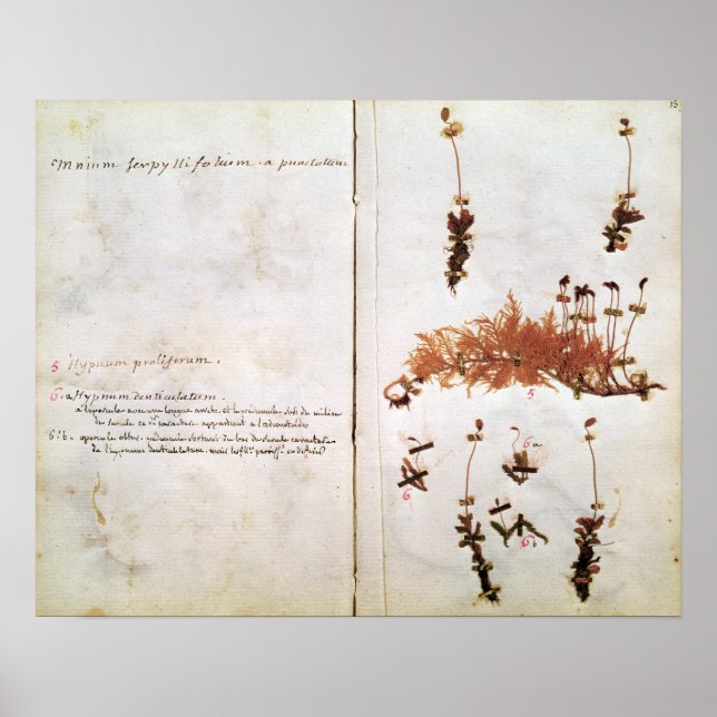 Seite 15 von einem Herbarium Poster (Vorne)