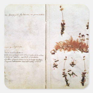 Seite 15 von einem Herbarium Quadratischer Aufkleber