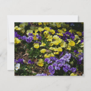 Seite der Lila und gelben Stiefmütterchen