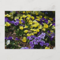 Seite der Lila und gelben Stiefmütterchen