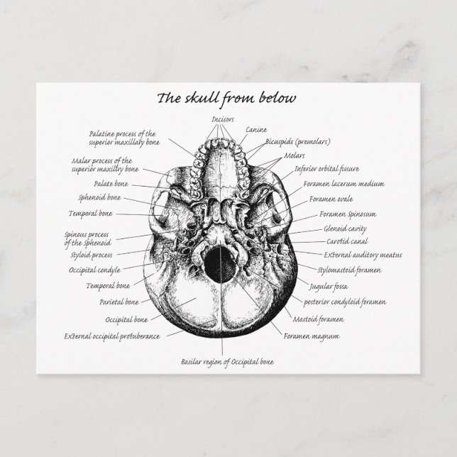 Seite der Schädeldetails Postkarte (Vorderseite)
