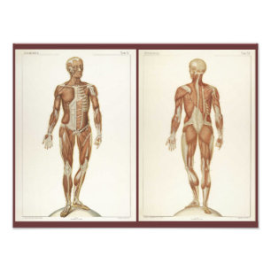 Seiten aus einem alten Anatomie-Buch Fotodruck