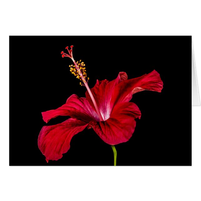 Seitenansicht der Blume des roten Hibiskus (Vorderseite (Horizontal))