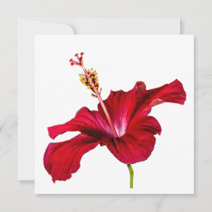 Seitenansicht der Blume des roten Hibiskus Einladung