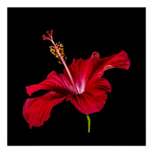 Seitenansicht der Blume des roten Hibiskus Poster