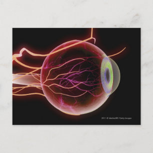 Seitenansicht der Blutgefäße im Auge Postkarte