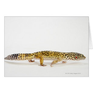 Seitenansicht der Leopard Geckoeidechse