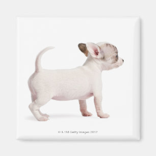 Seitenansicht des Chihuahua-Welpen (10 Wochen alt) Magnet