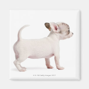 Seitenansicht des Chihuahua-Welpen (10 Wochen alt) Magnet