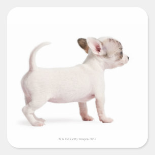 Seitenansicht des Chihuahua-Welpen (10 Wochen alt) Quadratischer Aufkleber