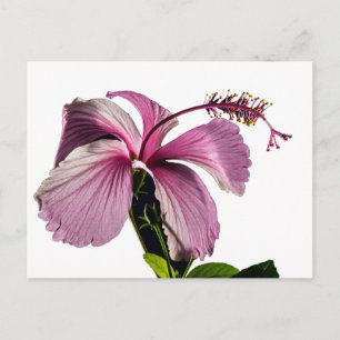 Seitenansicht des rosa Hibiskus Blume Postkarte