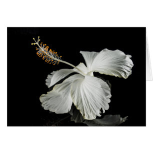 Seitenansicht des weißen Hibiskus Blume