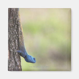 Seitenansicht einer Baum-Dickzungeneidechse Magnet