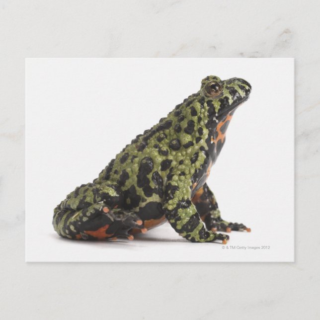 Seitenansicht eines beleuchteten Toad mit oriental Postkarte (Vorderseite)