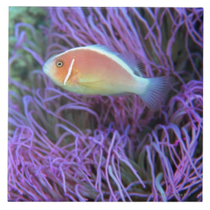 Seitenansicht eines rosa Anemonenfisches, Okinawa, Fliese