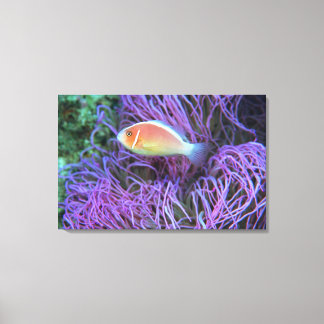Seitenansicht eines rosa Anemonenfischs, Okinawa, Leinwanddruck