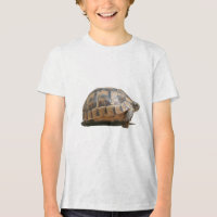 Seitenansicht eines Schildkröten-Hatchlings