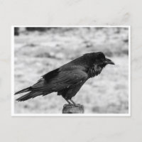 Seitenansicht eines Vogels, Gemeinsamer Rabe in Sc