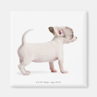 Seitenansicht von Chihuahua Puppy (10 Wochen alt)