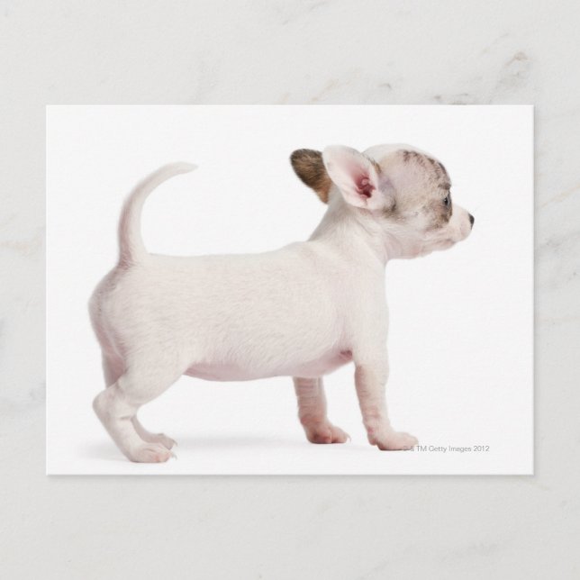 Seitenansicht von Chihuahua Puppy (10 Wochen alt) Postkarte (Vorderseite)