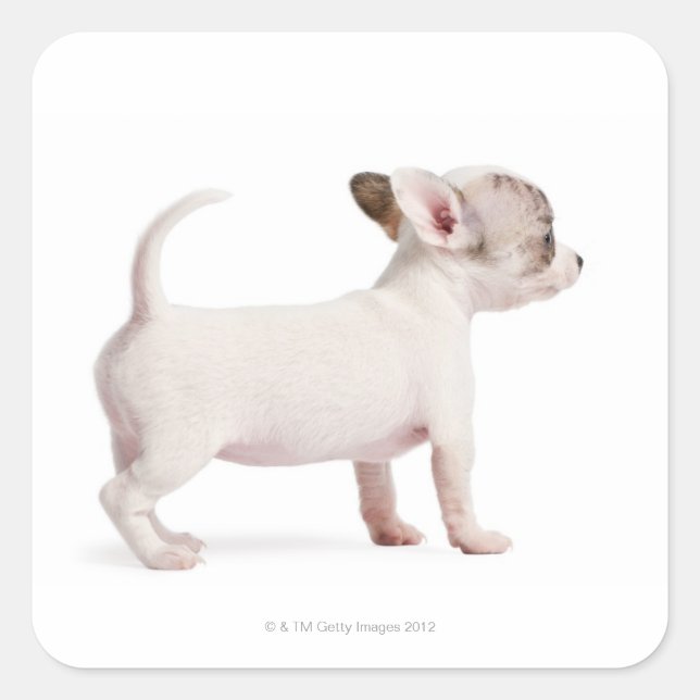 Seitenansicht von Chihuahua Puppy (10 Wochen alt) Quadratischer Aufkleber (Vorderseite)