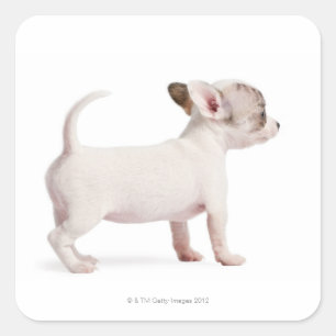 Seitenansicht von Chihuahua Puppy (10 Wochen alt) Quadratischer Aufkleber