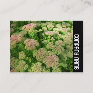 Seitenband - Sedum "Herbstfreude" Visitenkarte
