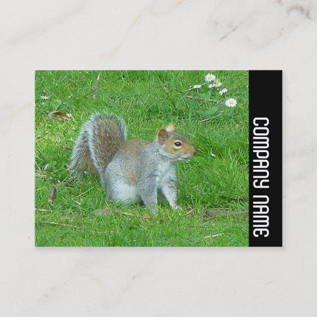 Seitliche Band - Eichhörnchen Visitenkarte (Vorderseite)