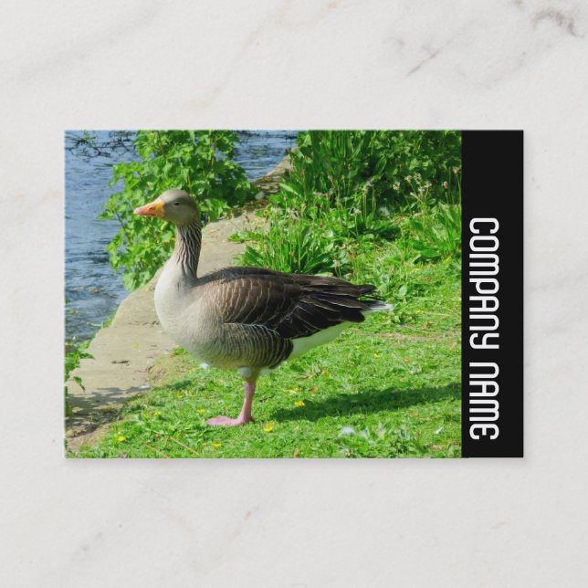 Seitliche Band - Graugans Visitenkarte (Vorderseite)