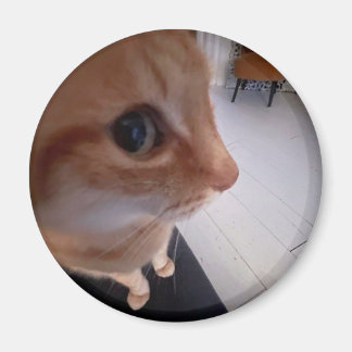 Seitwärtsblick-Katzen-Meme Magnet