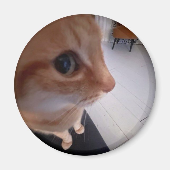 Seitwärtsblick-Katzen-Meme Magnet (Vorne)
