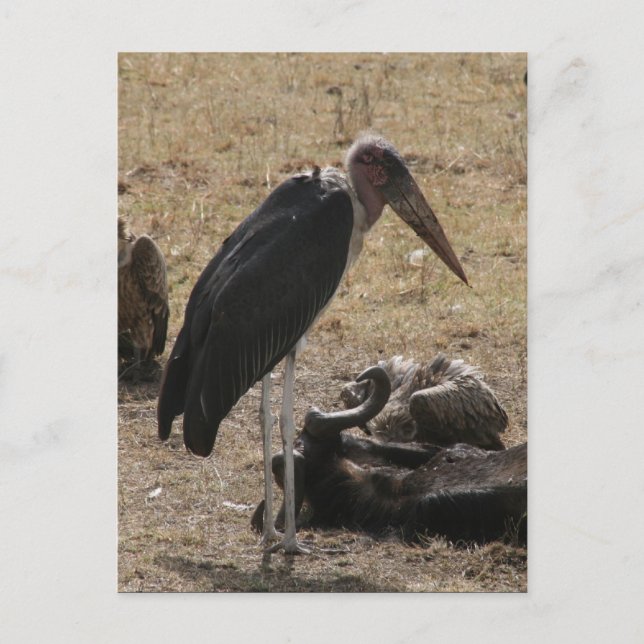 Sekretär für Vögel Postkarte (Vorderseite)