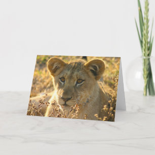 Selati Lion Cub Karte