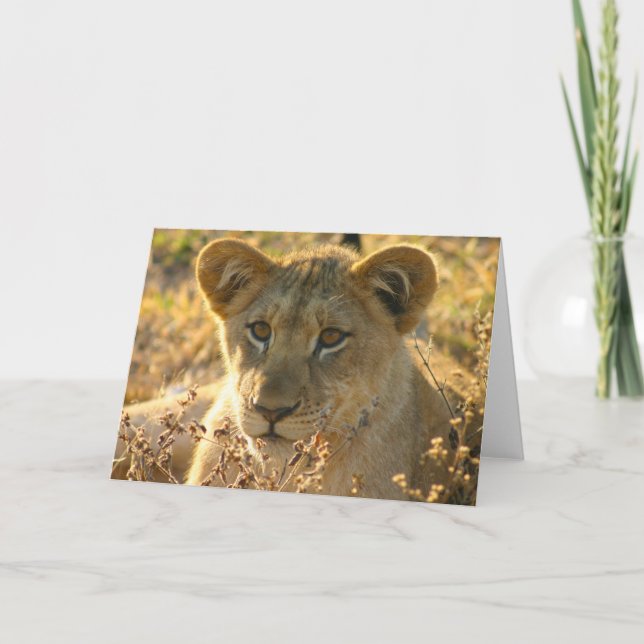 Selati Lion Cub Karte (Vorderseite)