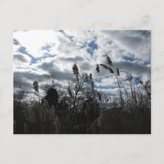 Selby-On-the-Bay Postcard Postkarte (Vorderseite)