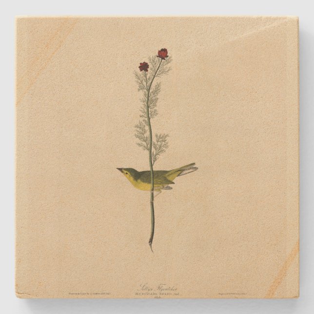 Selby's Fly Catcher - Audubons Vögel von Amerika Steinuntersetzer (Vorderseite)