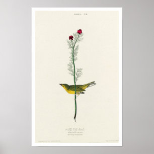 Selby's Flycatcher von Audubon Poster